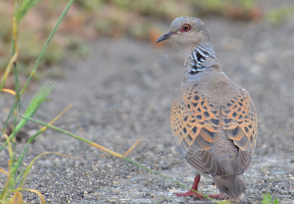 TURTELTAUBE, TURTLE DOVE, STREPTOPELIA TURTUR