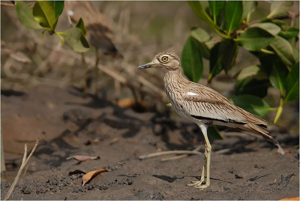 SENEGALTRIEL, SENEGAL THICK-KNEE, BURHINUS SENEGALENSIS