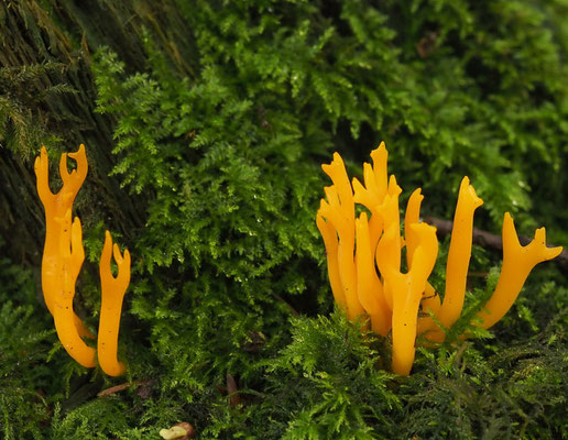 Klebriger Hörnling - Calocera viscosa