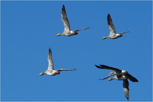 GRAUGANS, GREYLAG GOOSE, ANSER ANSER