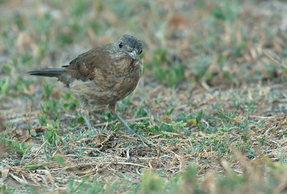 FAHLBRUSTDROSSEL, PALE-BREASTED TRUSH, TURDUS LEUCOMELAS