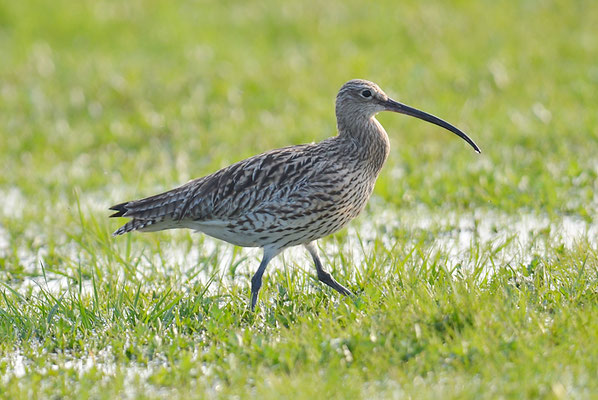 BRACHVOGEL, EURASIAN CURLEW, NUMENIUS ARQUATA