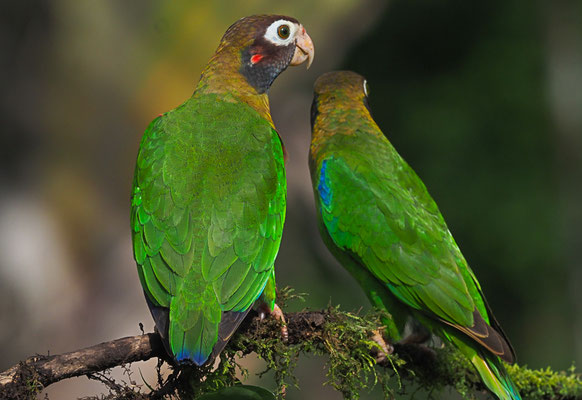 BLUTOHRPAPAGEI, BROWN-HOODED PARROT, PINOPSITTA HAEMATOTIS