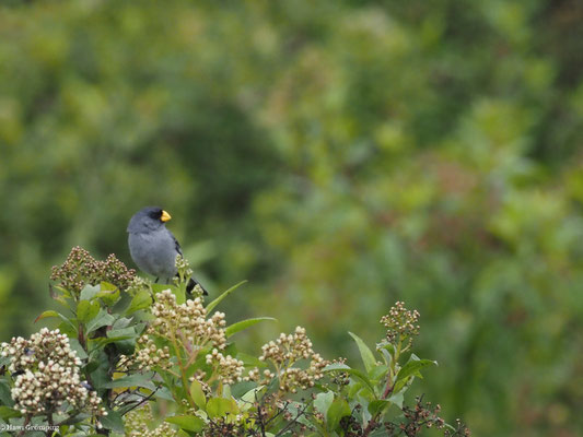 SPIEGELSAMENFRESSER, BAND-TAILED SEEDEATER - CATAMENIA ANALIS