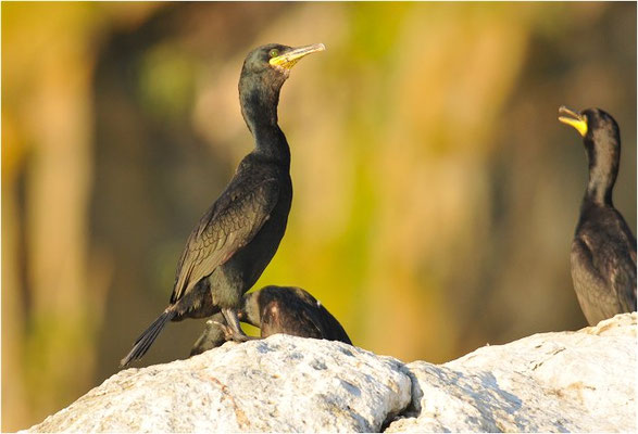 KRÄHENSCHARBE, SHAG, PHALACROCORAX ARISTOTELIS
