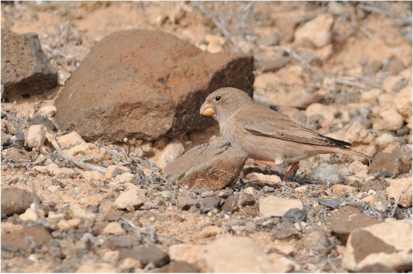 WÜSTENGIMPEL, TRUMPETER FINCH, BUCANETES GITHAGINEUS