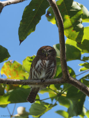 BRASILZWERGKAUZ (BRASILSPERLINGSKAUZ), FERRUGINOUS PYGMY-OWL, GLAUCIDIUM BRASILIANUM