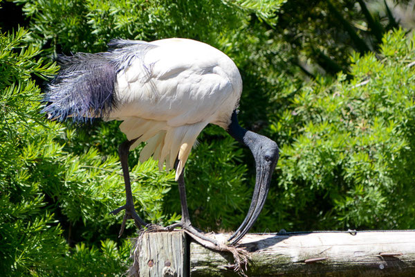 HEILIGER IBIS, SACRD IBIS,  THRESKIORNIS AETHIOPICUS