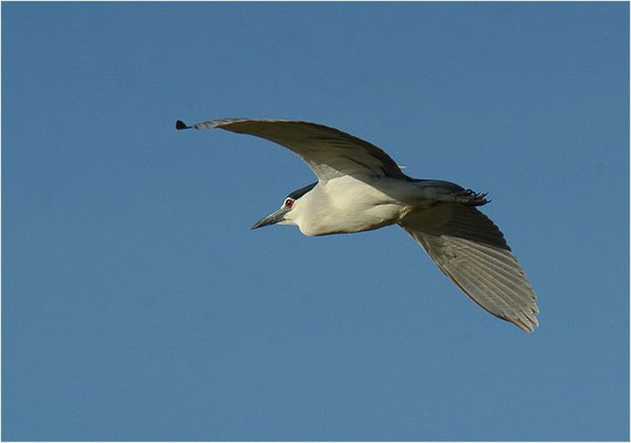 NACHTREIHER, NIGHT HERON, NYCTICORAX NYCTICORAX