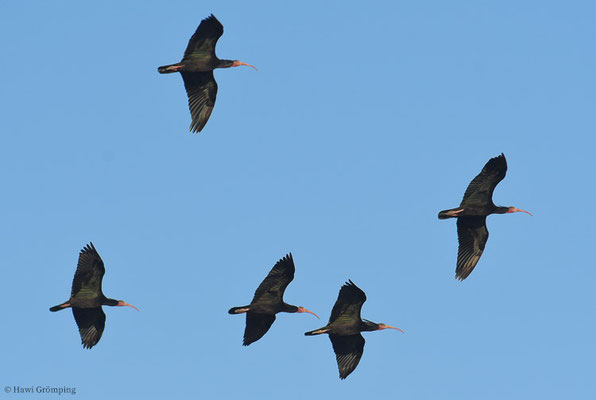 WALDRAPP, BALD IBIS, GERONTICUS EREMITA