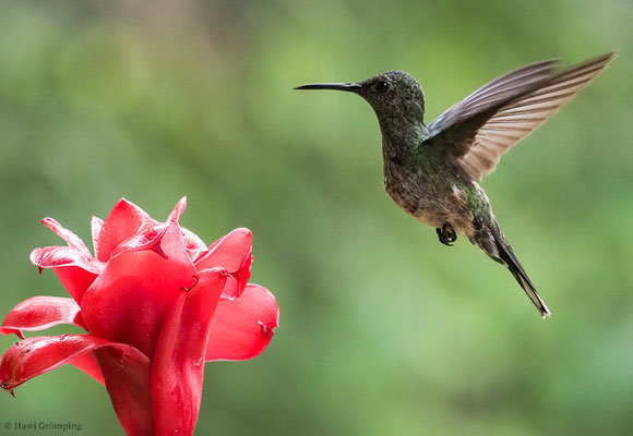 SCHUPPENBRUSTKOLIBRI, SCALY-BREASTED HUMMINGBIRD, PHAEOCHROA CUVIERII