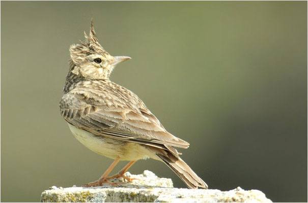 THEKLALERCHE, THEKLA LARK, GALERIDA THEKLAE