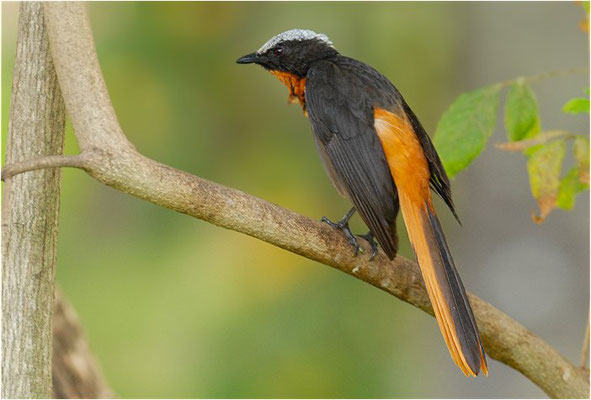 SCHUPPENKOPFRÖTEL, WHITE-CROWNED ROBIN-CHAT, COSSYPHA ALBICAPILLA