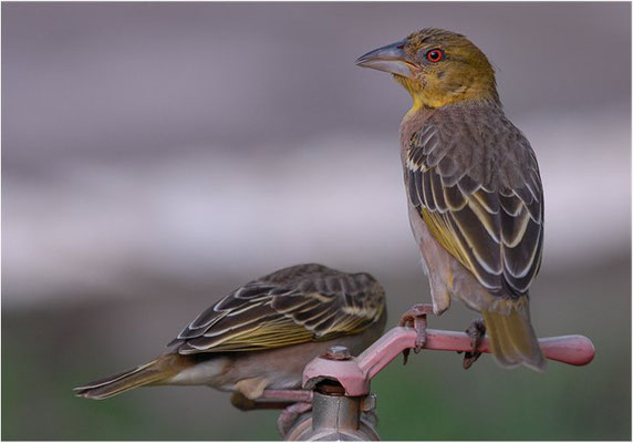 DOMINIKANERWITWE, PIN-TAILED WHYDAH, VIDUA MACROURA