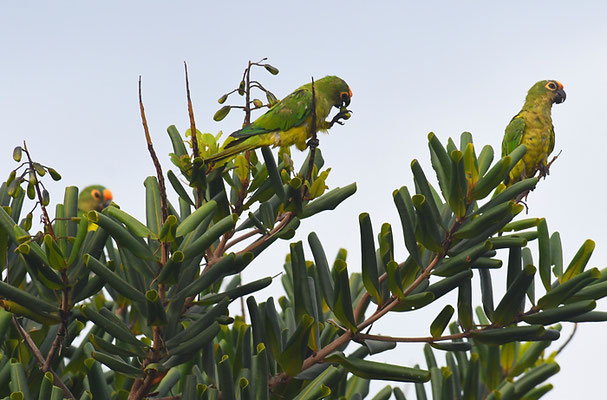 GOLDSTIRNSDITICH, PEACH-FRONTED PARAKEET, ARATINGA AUREA