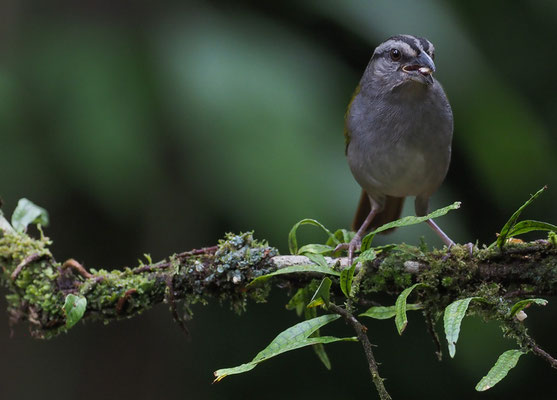 PANAMAAMMER, BLACK-STRIPED SPARROW, ARREMONOPS CONIROSTRIS