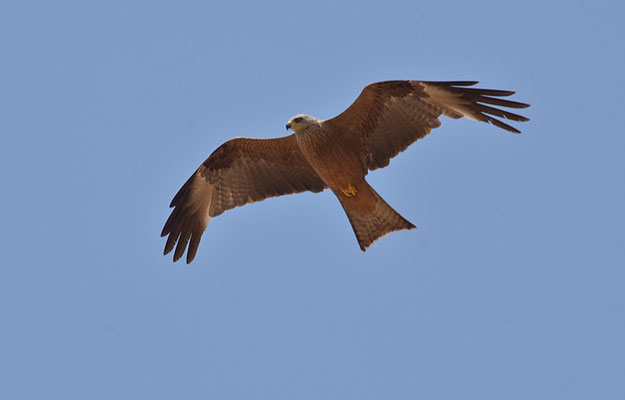 SCHWARZMILAN, BLACK KITE, MILVUS MIGRANS