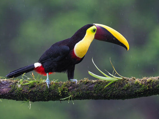 GOLDKEHLTUKAN (SWAINSONTUKAN), CHETNUT-MANDIBLED  TOUCAN,      RAMPHASTOS SWAINSONII 