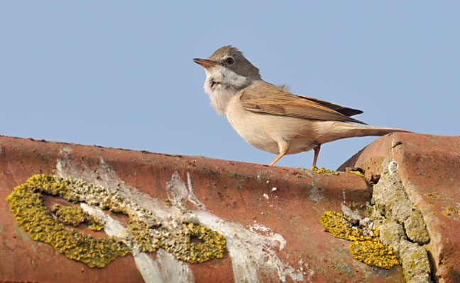 DORNGRASMÜCKE, WHITETHROAT, SYLVIA COMMUNIS