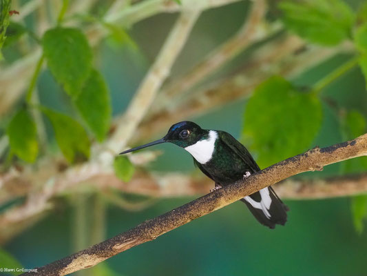 BRUSTBAND-ANDENKOLIBRI, COLLARED INCA - COELIGENA TORQUATA