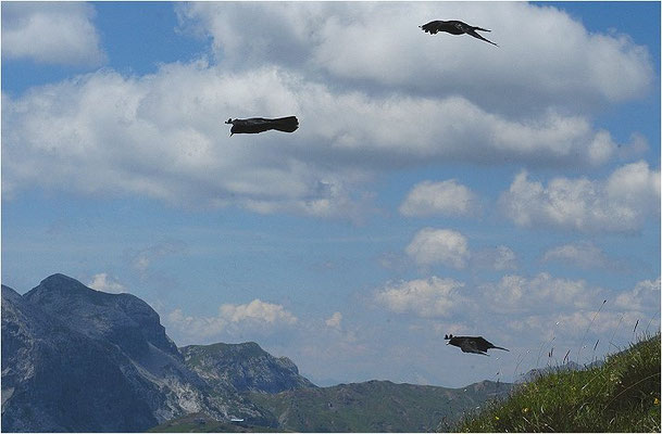 Alpendohle, alpine chough, pyrrhocorax graculus - schweiz