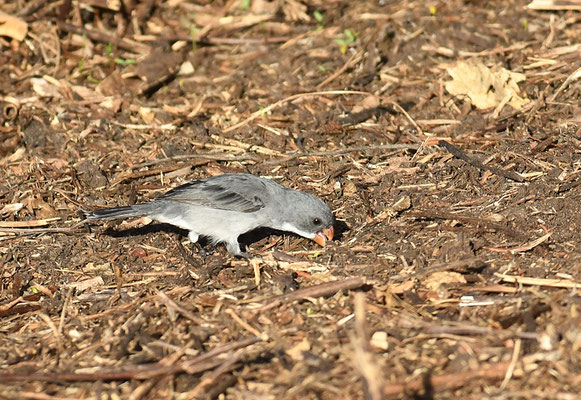 ZWEIFARBENSPELZER, WHITE-BELLIED SEEDEATER, SPOROPHILA LEUCOPTERA 