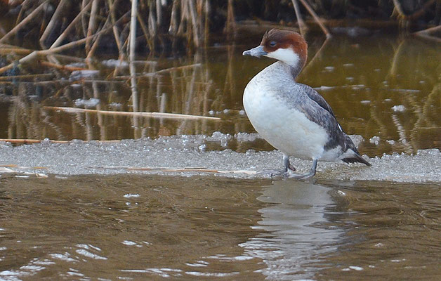ZWERGSÄGER, SMEW, MERGELLUS ALBELLUS