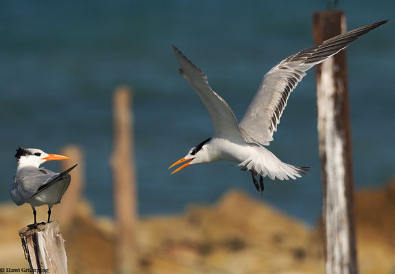 Königsseeschwalben (Royal Tern)