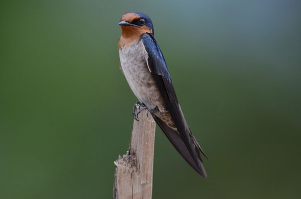 SÜDSEESCHWALBE, PACIFIC SWALLOW, HIRUNDO TABITICA
