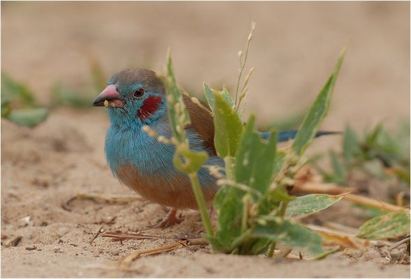 SCHMETTERLINGSFINK, RED-CHEEKED CORDON-BLEU, URAEGINTHUS BENGALUS