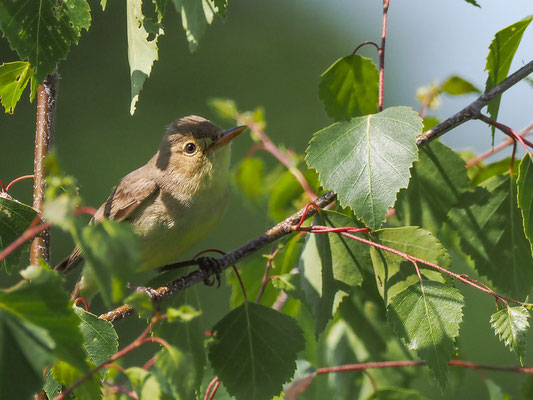 Gelbspötter, icterine warbler, hippolais icterina