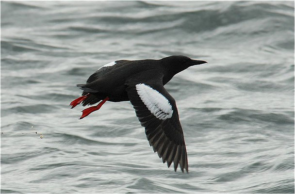 GRYLLTEISTE, BLACK GUILLEMOT, CEPHUS GRYLLE