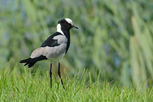 WAFFENKIEBITZ, BLACKSMITH LAPWING, VANELLUS ARMATUS