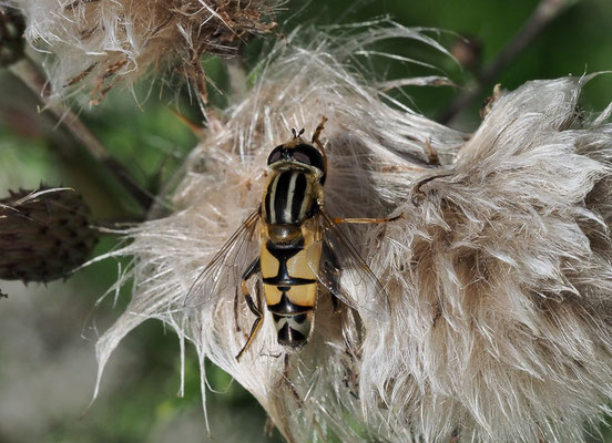 GROSSE SUMPFSCHWEBFLIEGE, HELOPHILUS TRIVITATTUS