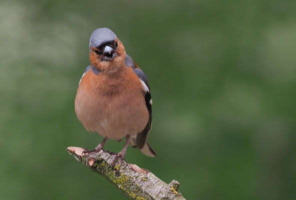 BUCHFINK, CHAFFINCH, FRINGILLA COELEBS