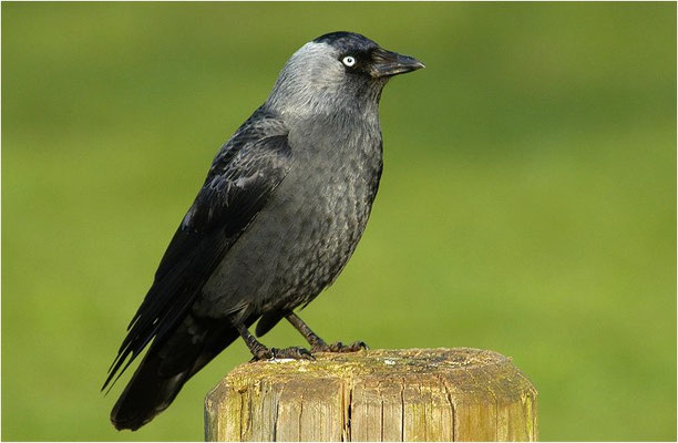 DOHLE, JACKDAW, CORVUS MONEDULA 