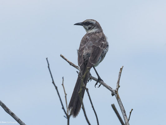 LANGSCHWANZ-SPOTTDROSSEL, LONG-TAILED MOCKINGBIRD - MIMUS LONGICAUDATUS