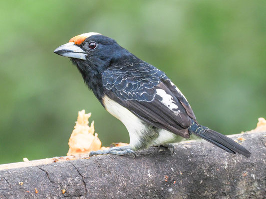 Weißnackenbartvogel, Orange-fronted Barbet - Capito squamatus