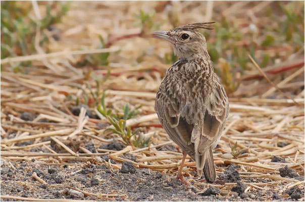 HAUBENLERCHE, CRESTED LARK, GALERIDA CRISTATA