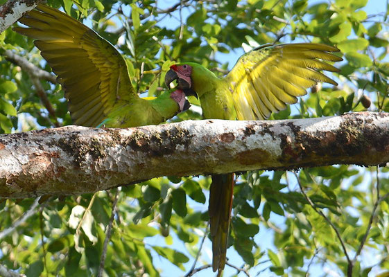 GROSSER SOLDATENARA, GREAT GREEN MACAW, ARA AMBIGUUS