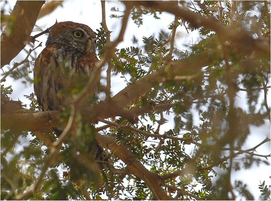 PERLKAUZ, PEARL-SPOTTED OWLET, GLAUCIDIUM PERLATUM