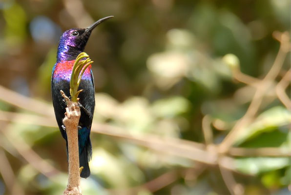 ROTBAUCH-NEKTARVOGEL, SPLENDID SUNBIRD, NECTARINIA COCCINIGASTER