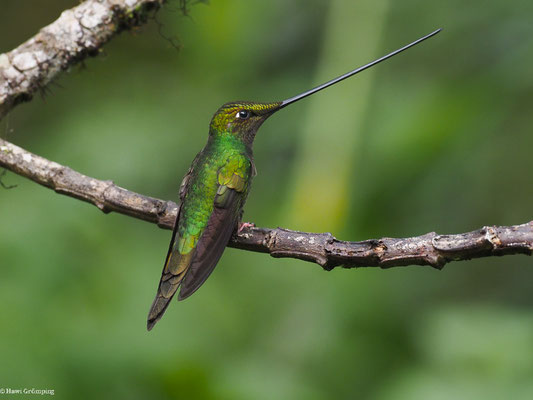 SCHWERTSCHNABELKOLIBRI, SWORD-BIILED HUMMINGBIRD - ENSIFERA ENSIFERA