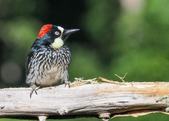 EICHELSPECHT, ACORN WOODPECKER, MELANERPES FORMICIVORUS
