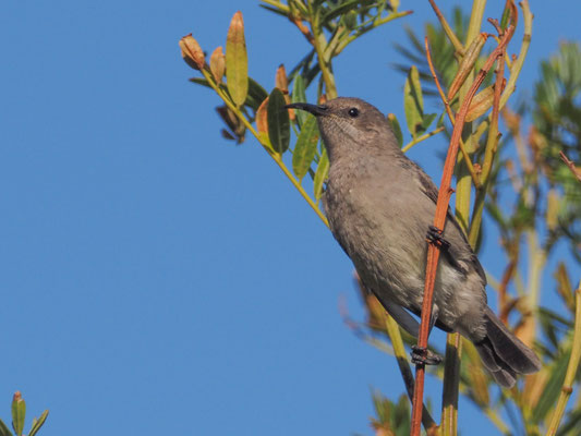 Rußnektarvogel, dusky sunbird - cinnyris fuscus