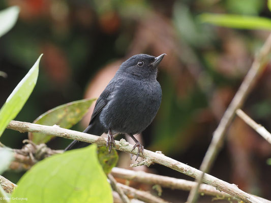 SCHIEFERHAKENSCHNABEL, WHITE-SIDED FLOWERPIERCER - DIGLOSSA ALBILATERA