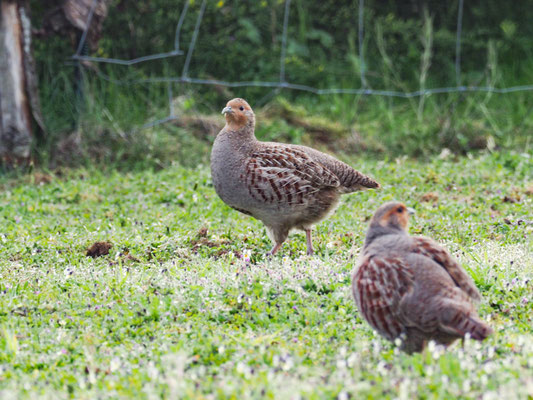 REBHUHN, GREY PARTRIDGE, PERDIX PERDIX