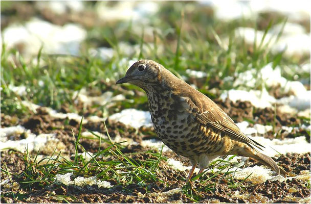 MISTELDROSSEL, MISTLE TRUSH, TURDUS VISCIVORUS