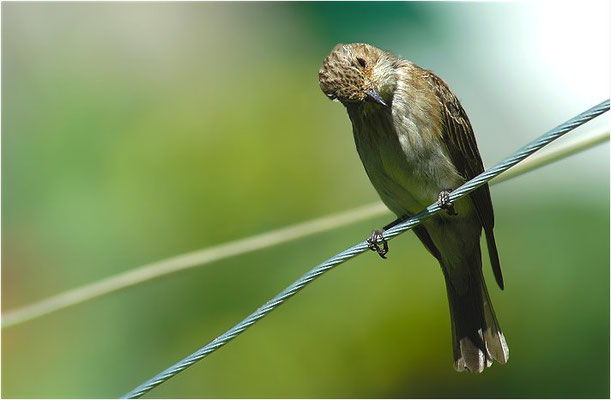 GRAUSCHNÄPPER, SPOTTED FLYCATCHER, MUSCICAPA STRIATA