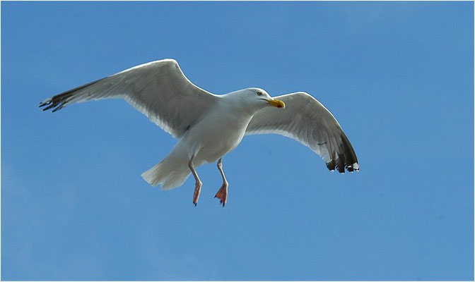 SILBERMÖWE, HERRING GULL, LARUS ARGENTATUS